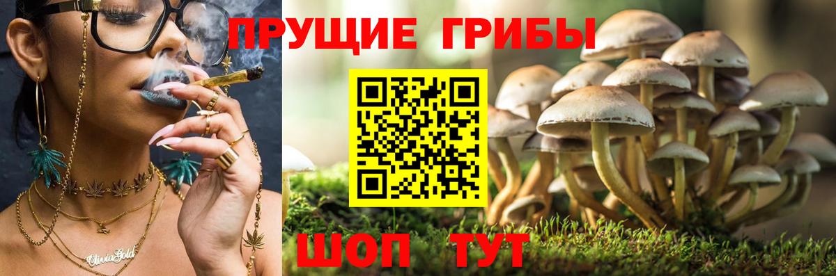 Псилоцибиновые грибы ЛСД  где можно купить   Псилоцибиновые грибы GOLDEN TEACHER  Кунгур 